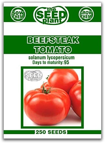 SVI 250 Beefsteak Tomato Seeds (Solanum Lycoperscium) – Beefsteak Tomatoes Seed Packets Beef Steak Tomatoes – Heirloom Vegetable Seeds for Outdoor Vegetable Garden, Beds Greenhouses, Garden Raised