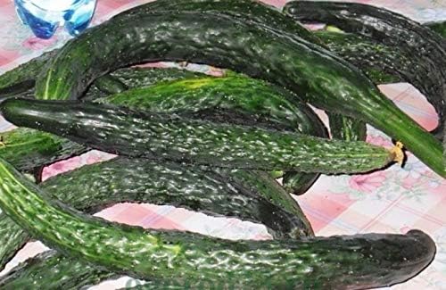 Seeds Cucumber Burpless Chinese Miracle Giant Long Rare Pickling Non GMO Vegetable for Planting