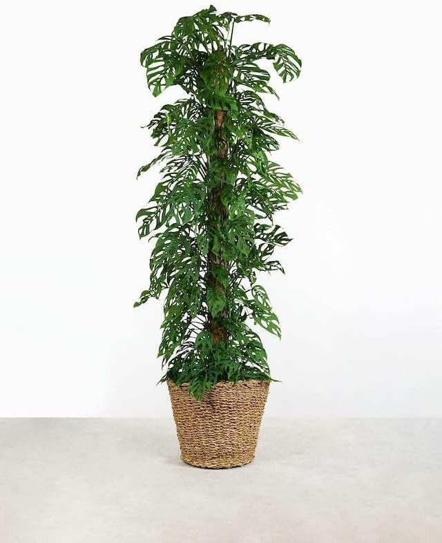 GARDENERA Monstera Adansonii Premium Soil Blend - 10 QT - Promote Aeration, Drainage & Nutrient Retention - (2 Bags of 5 Quart)
