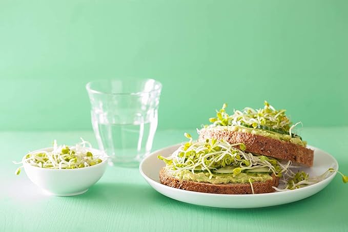 Radish Seeds for Sprouting, 15 Pounds – Edible Seeds, Pure, Vegan, Kosher, Bulk. Rich in Vitamin C. High Germitation Rate. Grow Sprouts, and Microgreens for Salad, Sandwiches, Rolls.