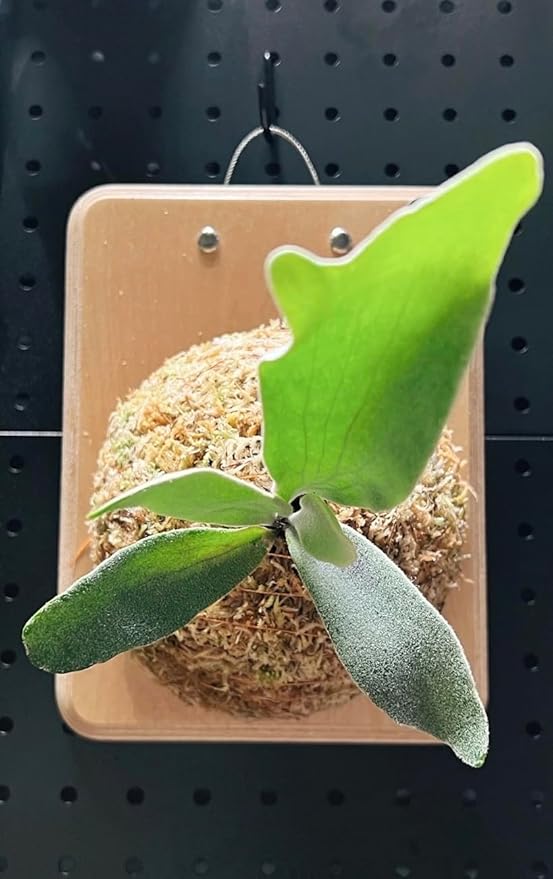 RISEON Mounting Board for Orchids, Aroids, Hoya and Other Climbing Plants, Wood Wall Planter, Vertical Plant Wall Board, Hanging Planter, Staghorn Fern Mount