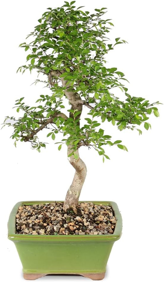 Brussel's Live Chinese Elm Outdoor Bonsai Tree - 15 Years Old; 14" to 18" Tall with Decorative Container