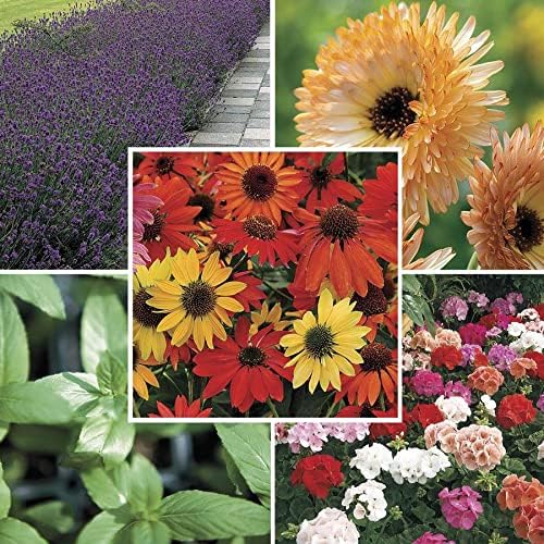 Park Seed Park's Natural Remedies Seed Collection, Salves and Teas, 5 Packs of Seeds