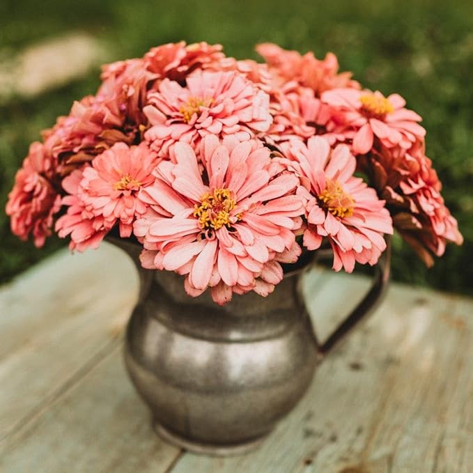 Luminosa Zinnia - 100 Seeds - Beautiful Pink Zinnia Variety, Giant Flowers, Attracts Butterflies & Pollinators, Non-GMO Heirloom Zinnia Seeds for Planting in The Home Garden, Thresh Seed Company
