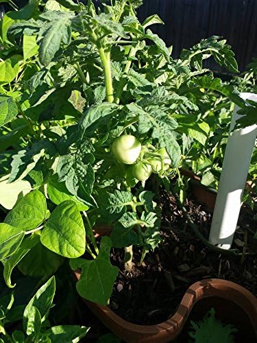 LARGE Vertical Gardening Stackable Planters by Mr. Stacky - Grow More Using Limited Space And Minimum Effort - Plant. Stack. Enjoy. - Build Your Own Backyard Vertical Garden - DIY Stacking Container System - For Growing Strawberry, Tomato, Pepper, Cucu...