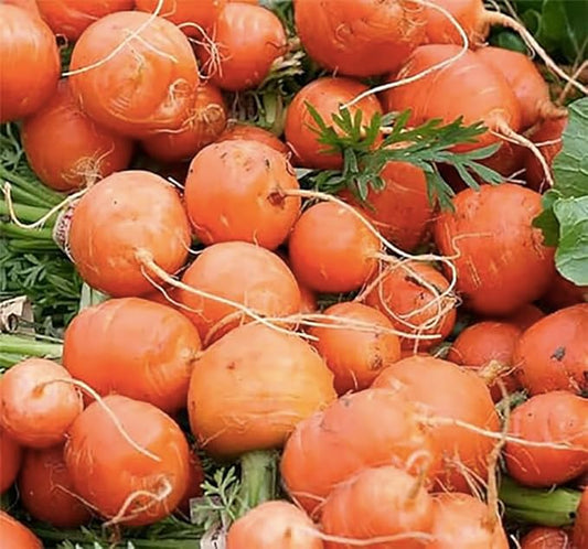 Round Baby Parisian Carrots Seeds A Delicacy Prised by Gourmet Restaurants Delicious Carrot Vegetable Seeds - 1000 Seeds