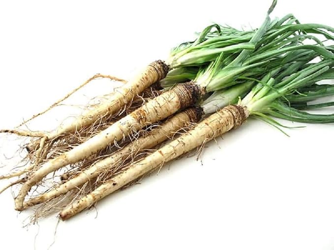 Sandwich Island Salsify Seeds - 100 Count Seed Pack- Non-GMO - an Uncommon Root Vegetable with Long Tapering Roots and Edible Leaves. - Country Creek LLC
