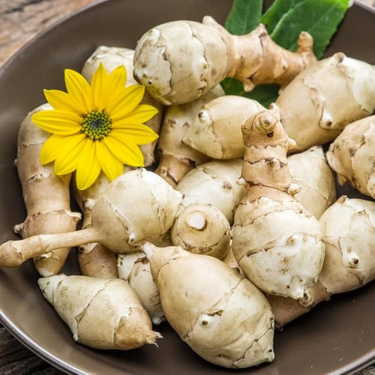 10Pcs Jerualem Artichoke Tubers for Planting Vegetable Garden, Sunroots Sunchokes Tubers for Planting, Fresh Jerusalem Artichoke Roots