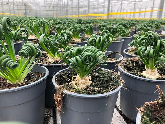 Gardenera Premium Albuca Spiralis Potting Soil Mix - Perfect Balance of Nutrients, Drainage, and Aeration for Thriving Blooms - 5 Quart