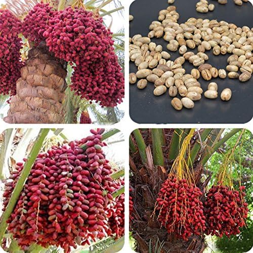 New Hierloom Heirloom New Medjool Date Palm Tree, 5 Seeds, indoor bonsai, outdoor planting E3528