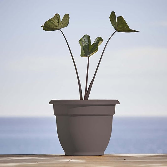 Bloem Ariana 10" Peppercorn Round Self-Watering Resin Planter Pot - Rolled Rim Indoor and Outdoor Gardening Planter