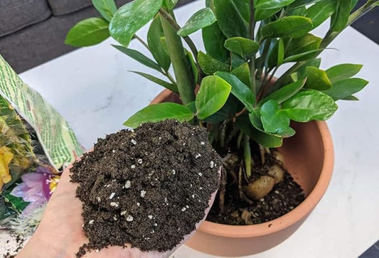 Gardenera Premium ZZ Plant Essential Potting Blend - All-Natural Blend for Thriving Zamioculcas Plants - Boosts Root Health and Distinctive Beauty - 2 QUARTS