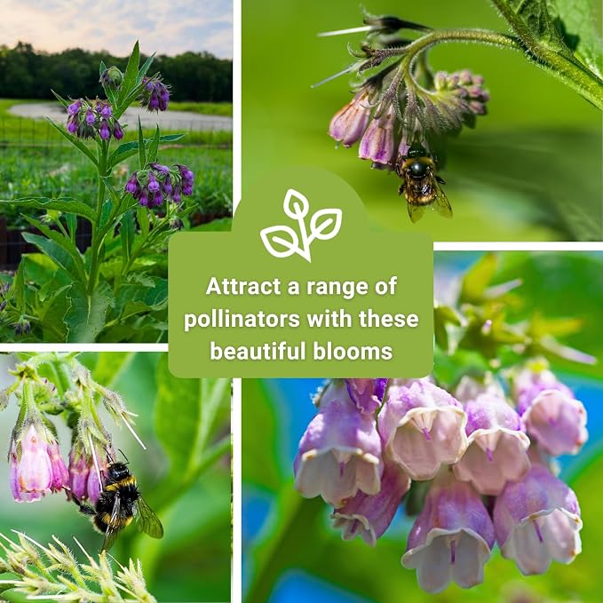 Sow Right Seeds - Comfrey Seeds for Planting - Non-GMO Heirloom - High-Yield Comfrey for Garden, Medicinal Herbs, and Soil Improvement - Outdoor or Indoor Herb Garden - Use for Home Remedies (4)