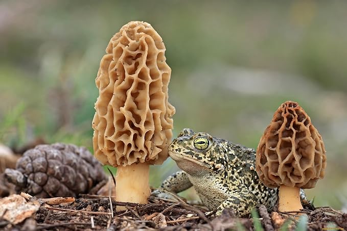 Morel Mushrooms Spores Mycelium Non GMO Spawn for Planting