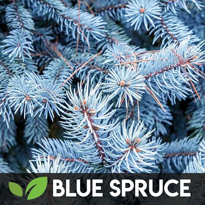 5 Types Bonsai Tree Kit, Wisteria, Black Pine, Blue Spruce, Red Maple Tree, Flame Tree, Bonsai Seeds for Indoor Outdoor Garden DIY, Plant Lover Highly Prized for Men and Women