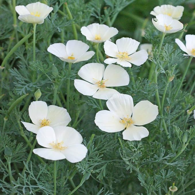 Outsidepride White Linen California Poppy Seeds - 1 Lb. Annual, Low Maintenance & Drought Tolerant Wildflower Seeds for Planting Vibrant Spring Blooms for Pollinator Gardens & Wildlife Habitats