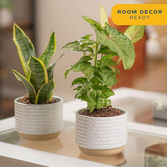Costa Farms Live Indoor Plant Bundle in Decorative Pots, Easy to Maintain, Air Purifying Indoor Houseplants, Assorted Varieties, Room or Office Decor, House Warming Gift, 8-12 Inches Tall, Pack of 2
