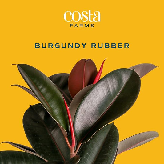Costa Farms Burgundy Rubber Live Plant in Decorative Pot, Air Purifying Large Indoor Houseplant, Perfect for Home, Room, or Office Decor, Great House Warming or Birthday Gift, 2-3 Feet Tall
