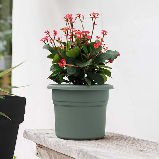 Bloem Posy 8" Basil Round Resin Planter Pot Indoor and Outdoor Gardening