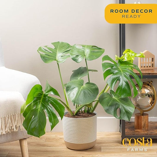 Costa Farms Monstera, Swiss Cheese Plant Live Plant in Decorative Pot, Large Indoor Houseplant, Perfect for Home, Room, or Office Decor, Great House Warming or Birthday Gift, 2-3 Feet Tall