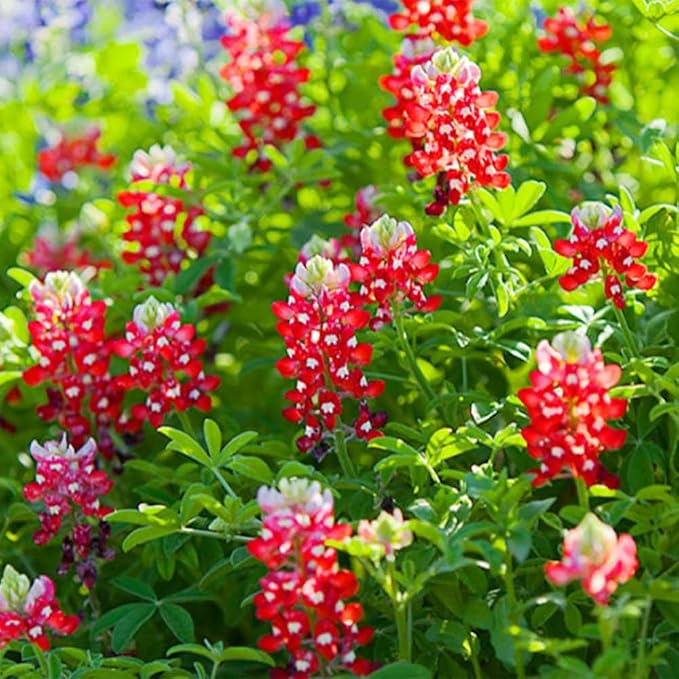 1000+ Perennial Red Texas Bluebonnet Seed-Texas Lupine Flower for Planting Grow in Garden Home Heirloom