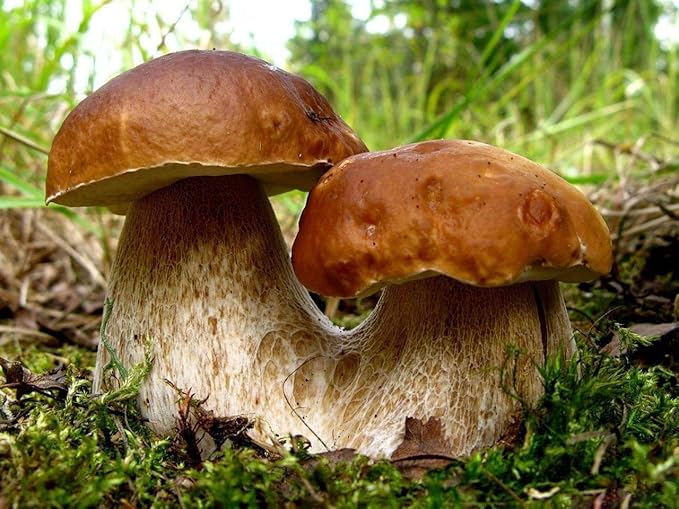 Porcini Mushrooms Spores King Boletus Spawn Mycelium Dried Seeds for Planting Non GMO 100 Seeds