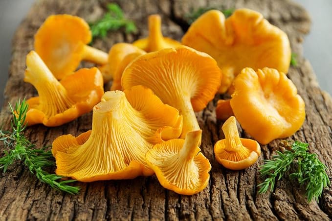 Spores Mushroom Golden Chanterelle Seeds Mycelium Spawn Dried Hierloom Non GMO