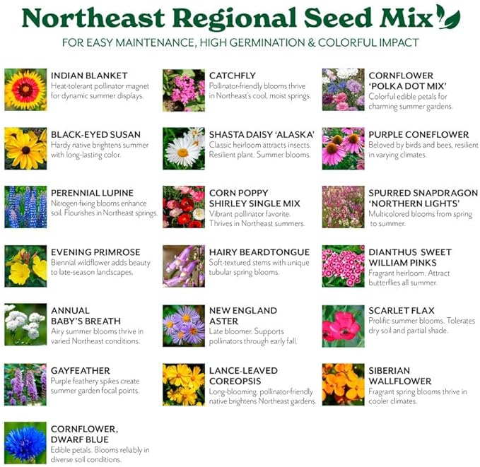 Grow Your Own Vibrant Annual and Perennial Wildflower Garden Seeds Mixture, Varieties for Pollinators and Spring Gardens - Northeast Regional Mix, 1/4 lb
