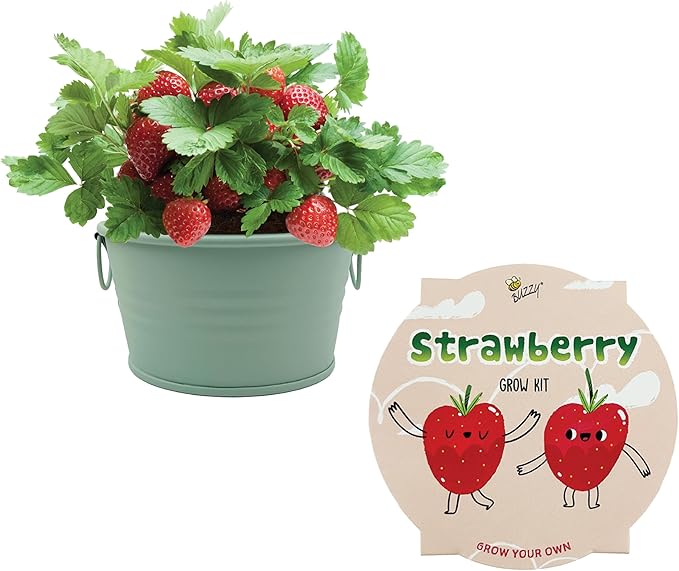 Buzzy Seeds Alpine Strawberry Grow Kit - Metal Windowsill Planter - Complete Indoor/Outdoor Gardening Kit with Seeds, Coconut Husk Growing Medium & Genuine Pots - 100% Grow Guarantee