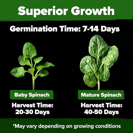 HOME GROWN Bloomsdale Spinach Seeds - 2 Bulk Packs (Spinacia oleracea) β 704 High Germination Heirloom Spinach Seeds for Planting β Leafy Green Lettuce β for Home Gardens
