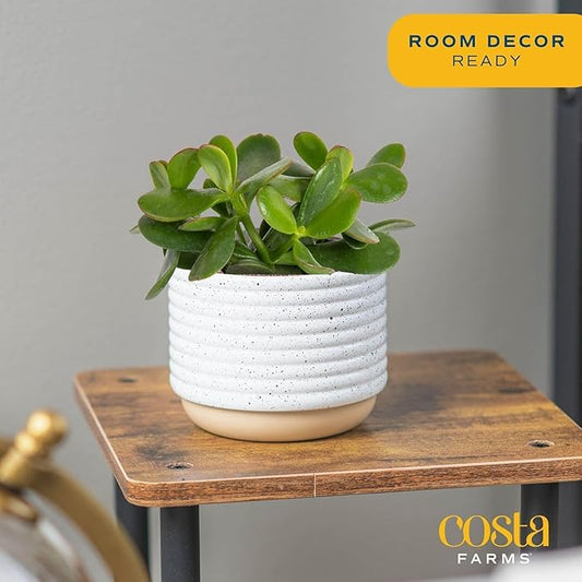 Costa Farms Jade Live Plant in Decorative Pot, Succulent Indoor Houseplant, Perfect for Home, Room, or Office Decor, Great House Warming or Birthday Gift, 4-6 Inches Tall
