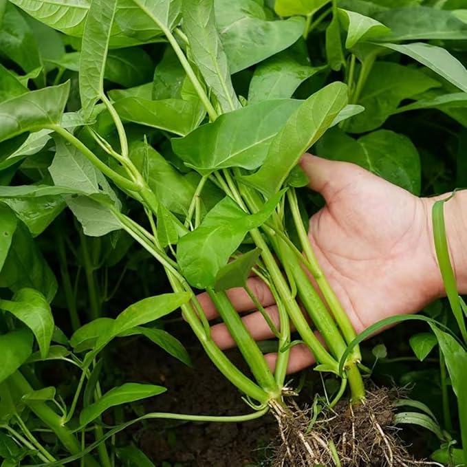 500+ Kong Xin CAI Vegetable Seeds Water Spinach Kangkong Delicious Vegetable Seeds for Green Leaf Planting Garden Non-GMO Choy Ong Seed