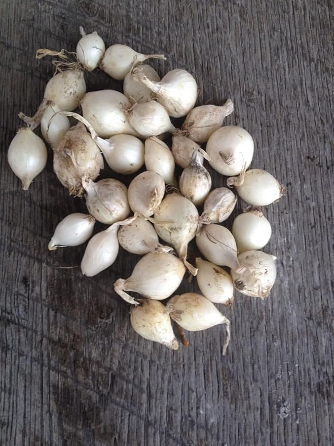 Onion Bulb Sets, White Onion Sets, 100 Count, Onion Bulb Sets to Plant and Grow Onions in Your Home Garden.COOL BEANS n SPROUTS Brand.