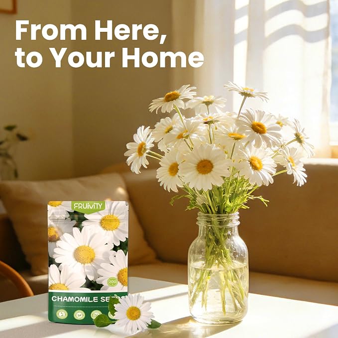 2300+ German Chamomile Seed Pack, Perennial Seeds for Planting, Herb Seed to Plant, Easy to Grow, High Germination, for Home Garden Indoor Outdoor