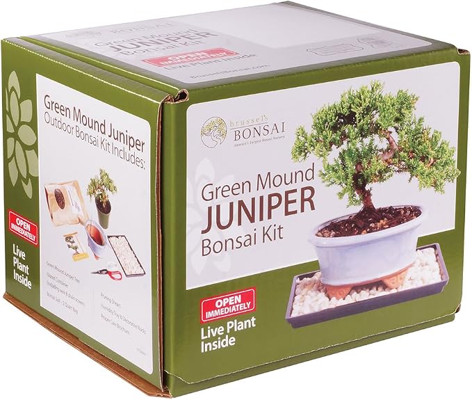Brussel's Bonsai - Live Green Mound Juniper Bonsai Tree Kit, Outdoor Bonsai Tree Live Plant in Decorative Container, 3 Years Old, 6-8 Inches Tall, Easy Care Bonsai Starter Kit for Patio Garden (Small)