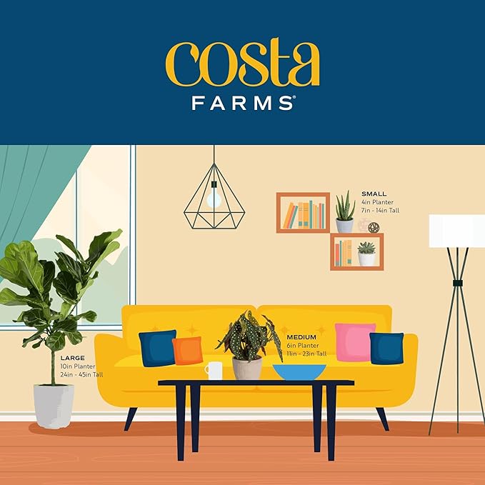 Costa Farms Little Fiddle Leaf Fig, Live Indoor Ficus Lyrata Plant in Nursery Plant Pot, Houseplant in Potting Soil, Housewarming, Birthday Gift, Office, Home, and Room Decor, 1 Foot Tall