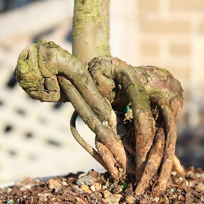 Brussel's Live Chinese Elm Outdoor Bonsai Tree - 15 Years Old; 14" to 18" Tall with Decorative Container