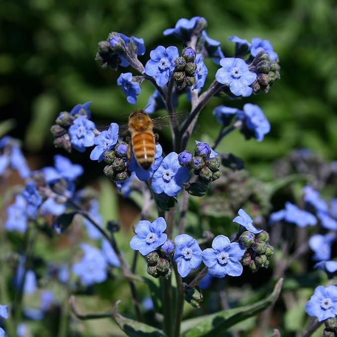 Bentley Seed Co. | Seeds of Remembrance | Pre Filled Non-GMO, Non-Coated Forget Me Not Seeds Packets | Perfect Memorial Service Giveaways and Celebration of Life Decorations | Pack of 25