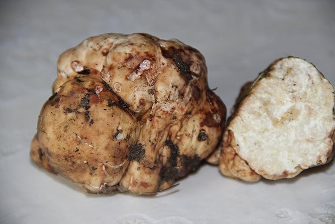 White Truffle Mushrooms Non GMO for Planting Mycelium Spawn Spores