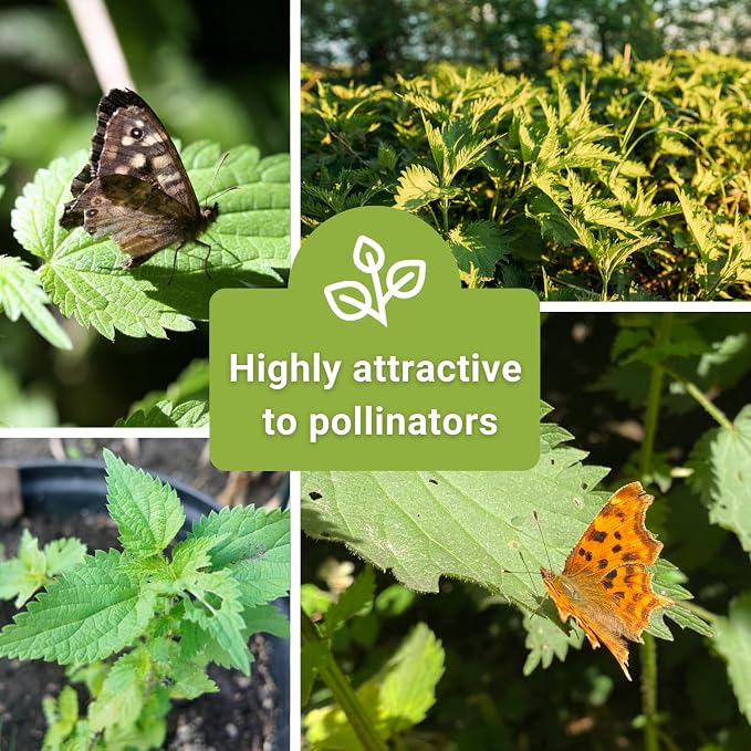 Sow Right Seeds - Stinging Nettle Seeds for Planting - Urtica Dioica - Non-GMO Heirloom Variety - Herb for Medicinal Tea & Salads - Easy to Grow Indoor/Outdoor - Gardening Benefits & More (1)