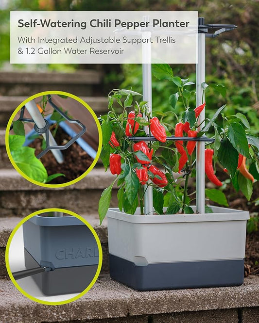 BUZZY Seeds Charly Chili Self-Watering Planter with Vertical Trellis – 1.2 Gal Reservoir, Large Capacity Planter for Chili Peppers, Bell Peppers & Eggplants (Grey)