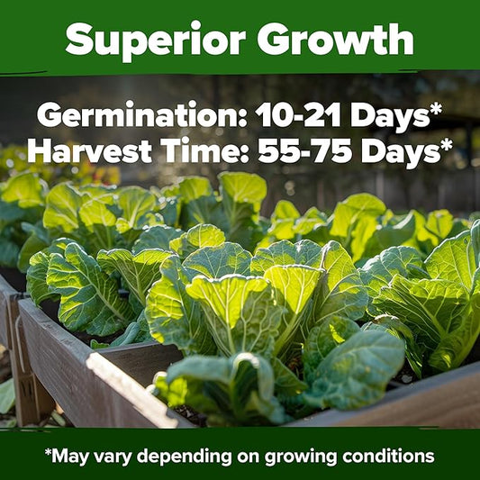 HOME GROWN Non GMO Collard Green Seeds - 300 Seeds for Fall Planting - High Germination Heirloom Vegetable Seeds, Vates Collard Greens Seed Pack (Brassica oleracea)