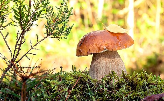 Seeds Porcini Mushrooms Spores - Heirloom - GMO Free