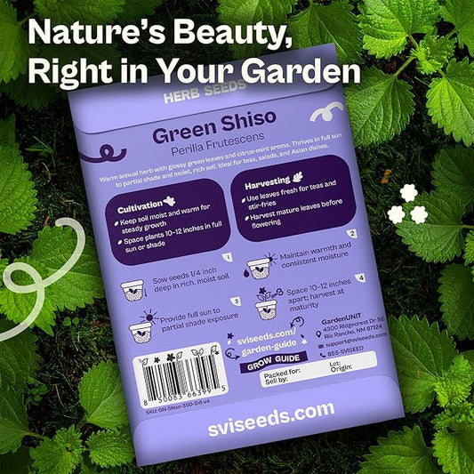 SVI 350 Green Shiso Seeds (Perilla frutescens) – Japanese Shiso Perilla Seed Packets, Aromatic Leaves – Japanese Heirloom Herb Seeds Outdoors & Indoor Herb Garden