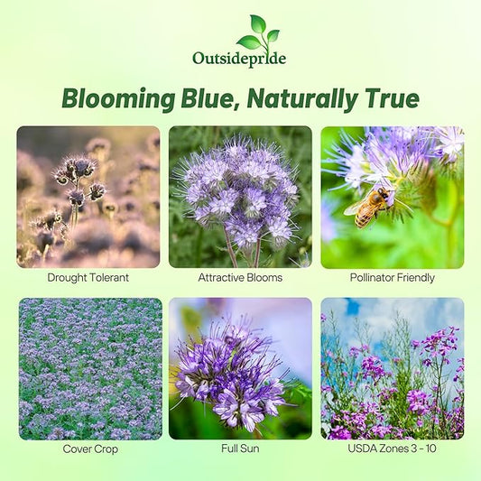 Outsidepride Lacy Phacelia Seeds for Planting - 1 Lb. Annual, Drought-Tolerant Wildflower Seeds with Light Violet Flowers, Ideal for Pollinator Gardens, Erosion Control, & Attracts Bees & Butterflies