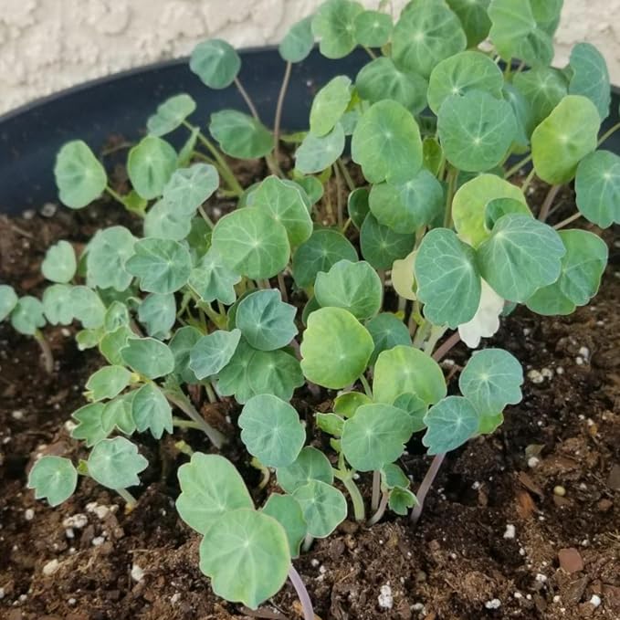 Seed Needs Nasturtium Garden Seeds Variety Pack of 2 Edible Wildflowers