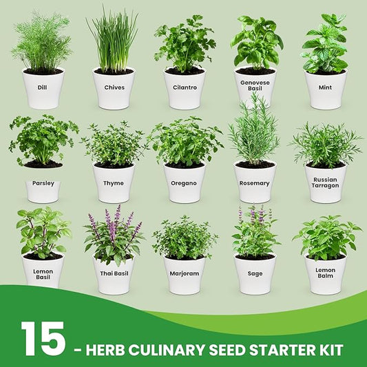 Herb Garden Starter Kit – Fruivity 12800+ 15 in 1 Herb Heirloom Seed Kits for Indoor/Outdoor Planting | Herb Indoor Garden Kit Starter - Complete Herb Garden Starter Set with Gift Packaging for Family