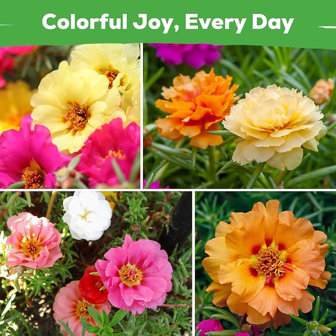 Moss Rose Seeds for Planting, 24,000+ Annual Flower for Ground Cover Flower Seeds, Perennial Variety, Easy to Grow, Portulaca Seeds to Plant Outdoors Garden Containers