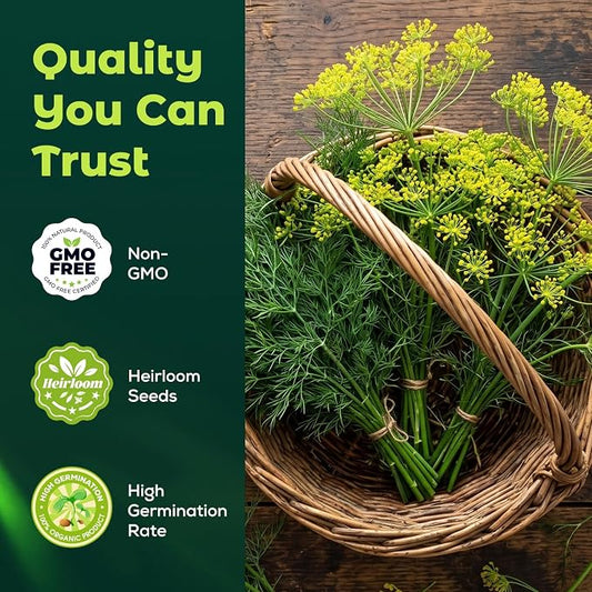 1200 Bouquet Dill Seeds for Planting Indoors & Outdoors - Premium Non-GMO Culinary Herb Seeds for Pickling, High Germination Fast Growing