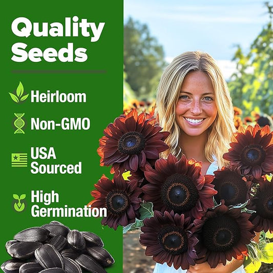 HOME GROWN Chocolate Cherry Sunflower Seeds – 150 Heirloom Non-GMO Seeds – Burgundy Sunflowers for Planting – Tall Garden Flowers That Attract Pollinators & Butterflies (Helianthus annuus)